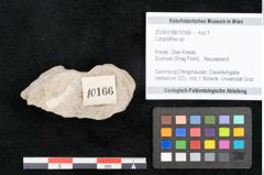 Foto (Objekt + Etikett) von Carpolithes sp. (NHMW-GEO-2024-0188-10166)
